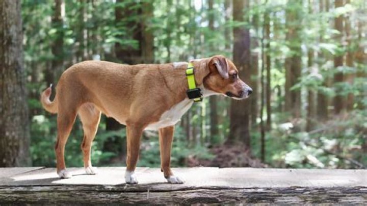 Ultimate Guide to Dog Trackers: Keeping Your Furry Friend Safe